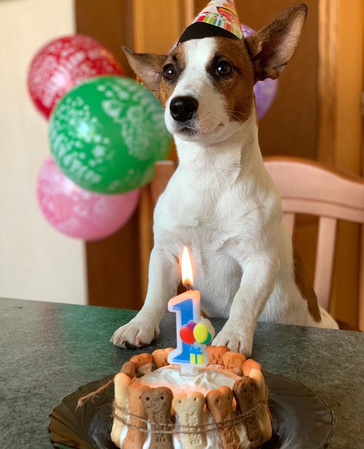 Jack Russell Terrier wearing a birthday cone hat while sitting on the chair behind its birthday cake on the table