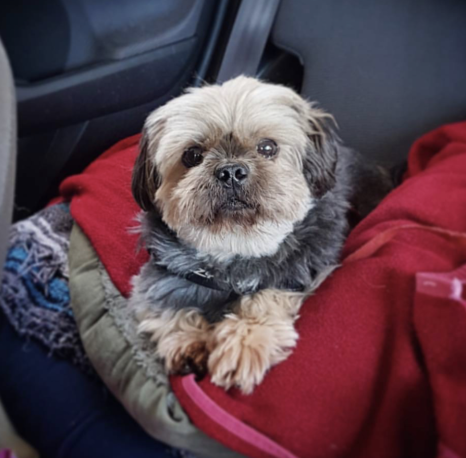 A Yorkingese lying on its bed inside the car