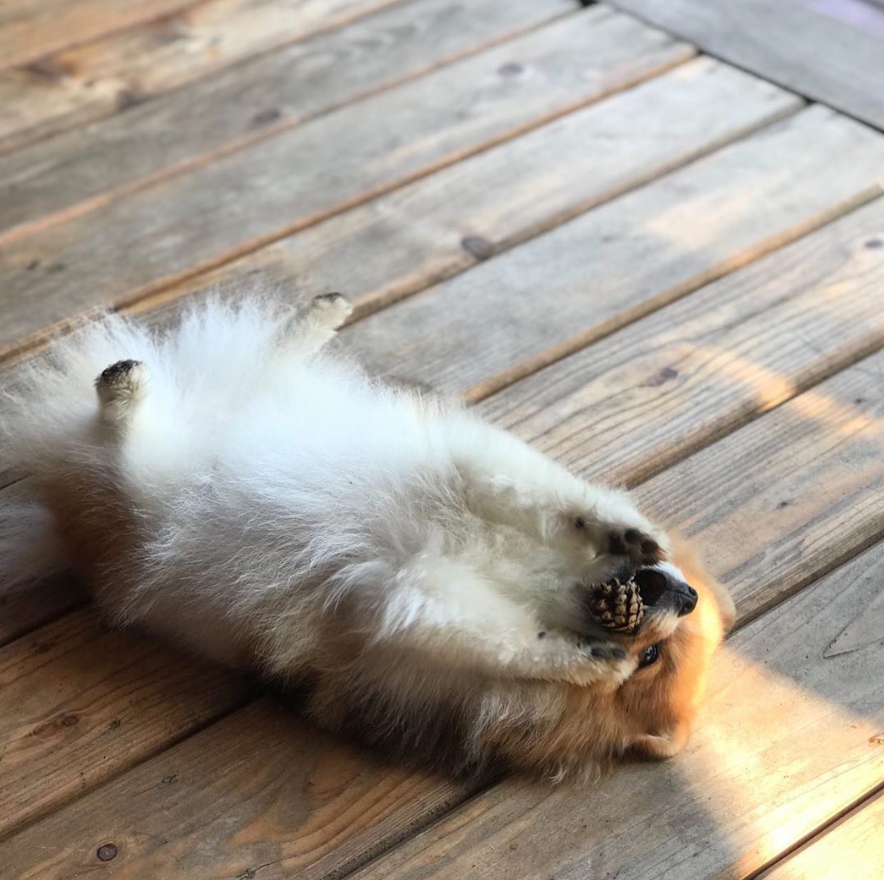 Pomeranian lying on the wooden floor chewing a pine cones