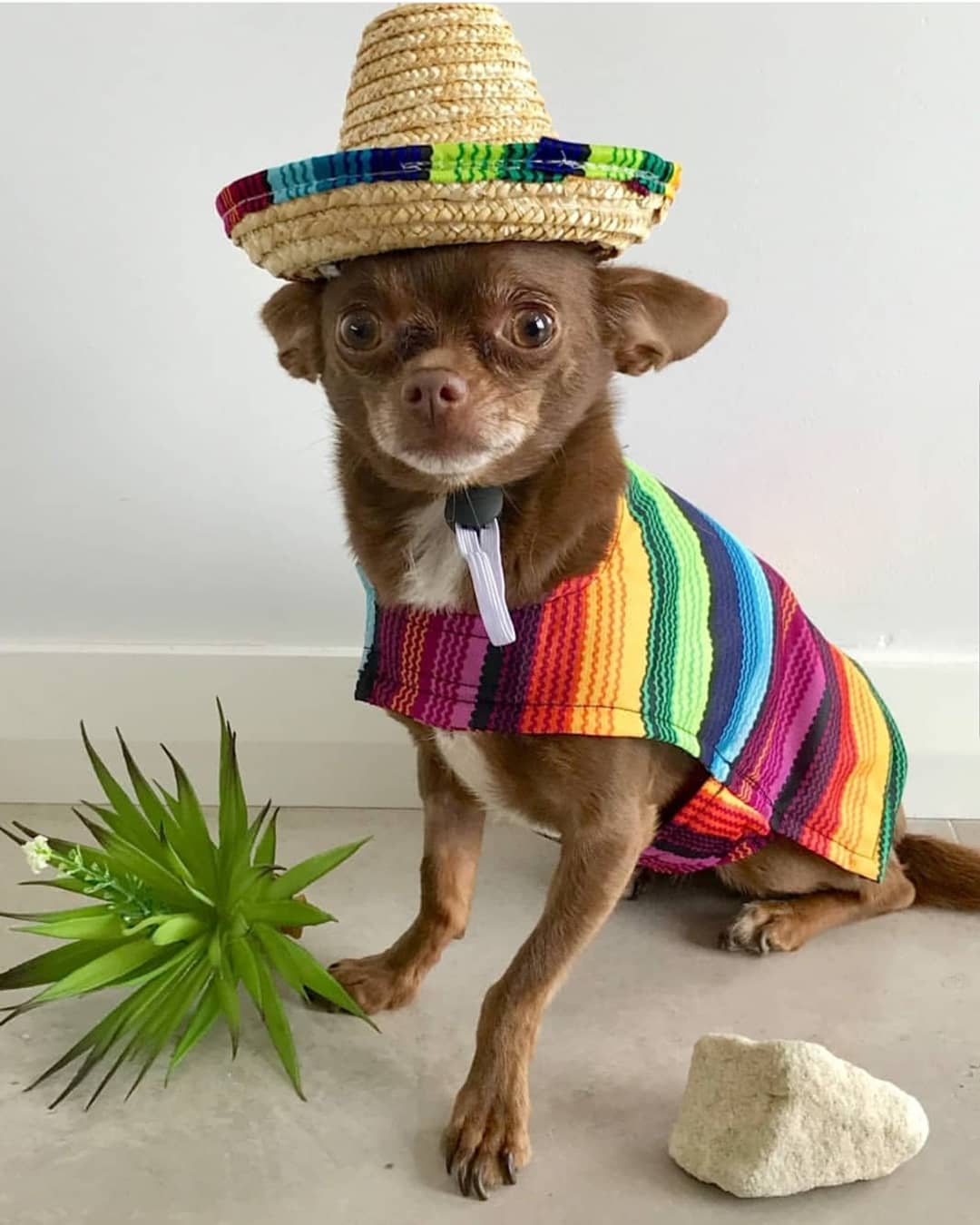 A Chihuahua in a mexican outfit while sitting on the floor