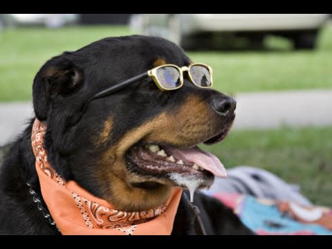 A Rottweiler wearing sunglasses and a scarf while lying on the grass at the park