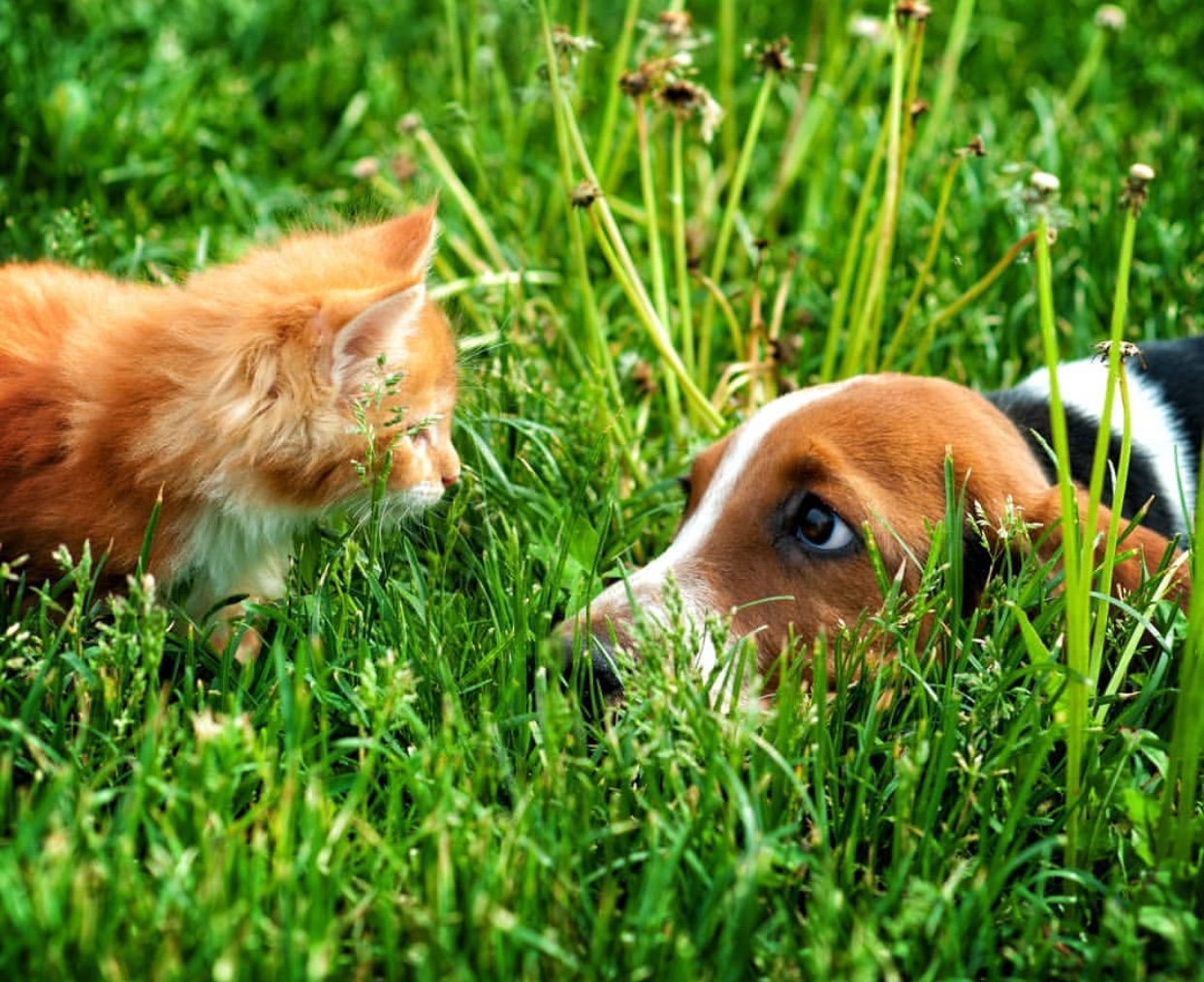 A Basset Hound lying in the grass while looking at the cat in front of him