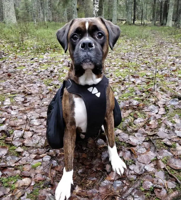 14 Gorgeous Boxer Mix Breed Dogs | The Paws