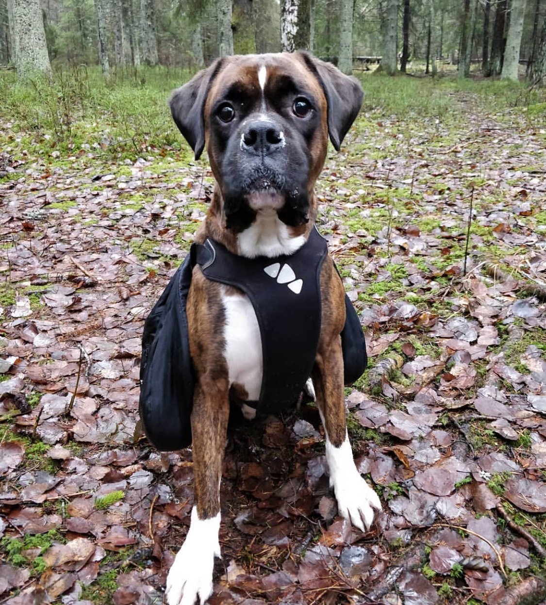 Boxweiler in the forest sitting on the ground