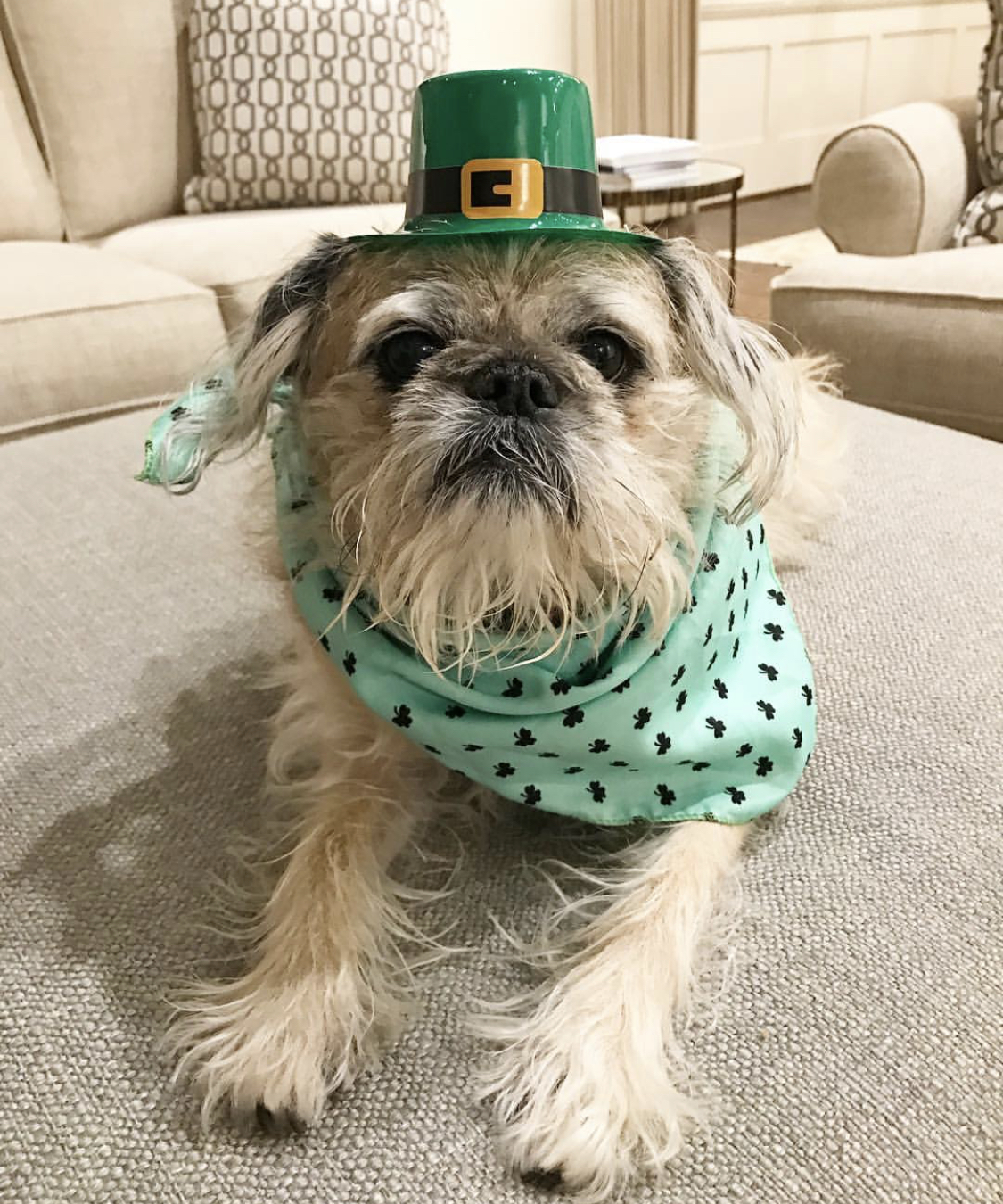 Pug wearing a St. Patrick hat and green scarf while lying on the couch