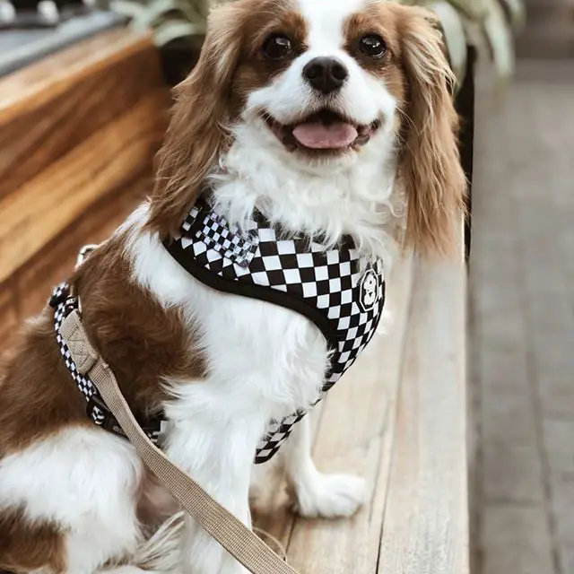 Cavalier King Charles Spaniel sitting on a bench while smiling