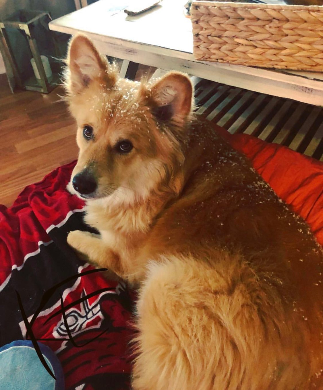 A Retgi lying on its bed with snow flakes on its back