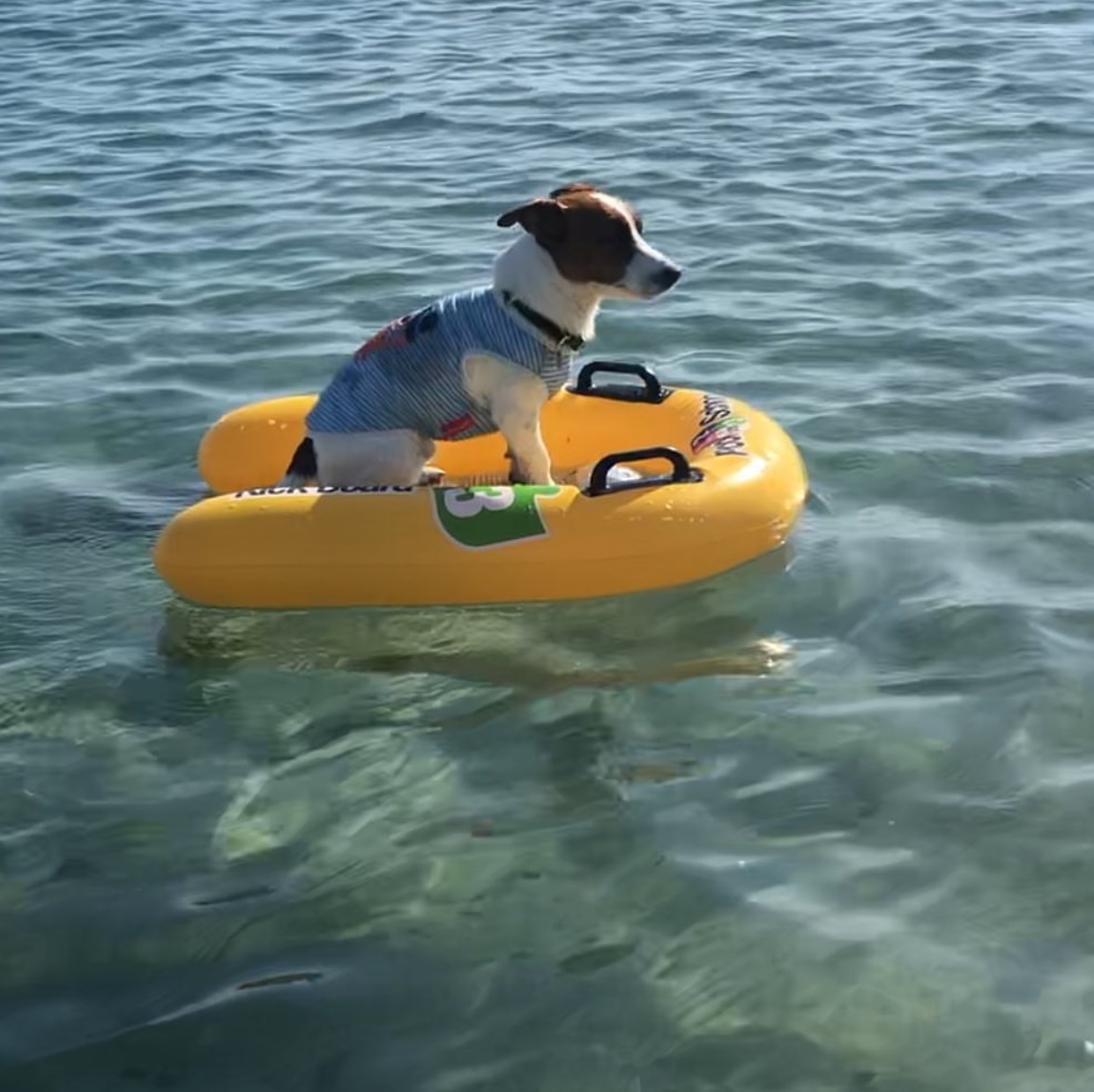 Jack Russell Terrier sitting on the floaty while floating in the ocean