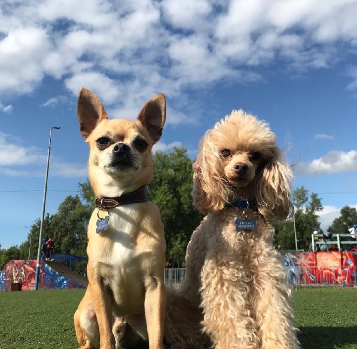 A Poodle sitting at the park next to a chihuahua