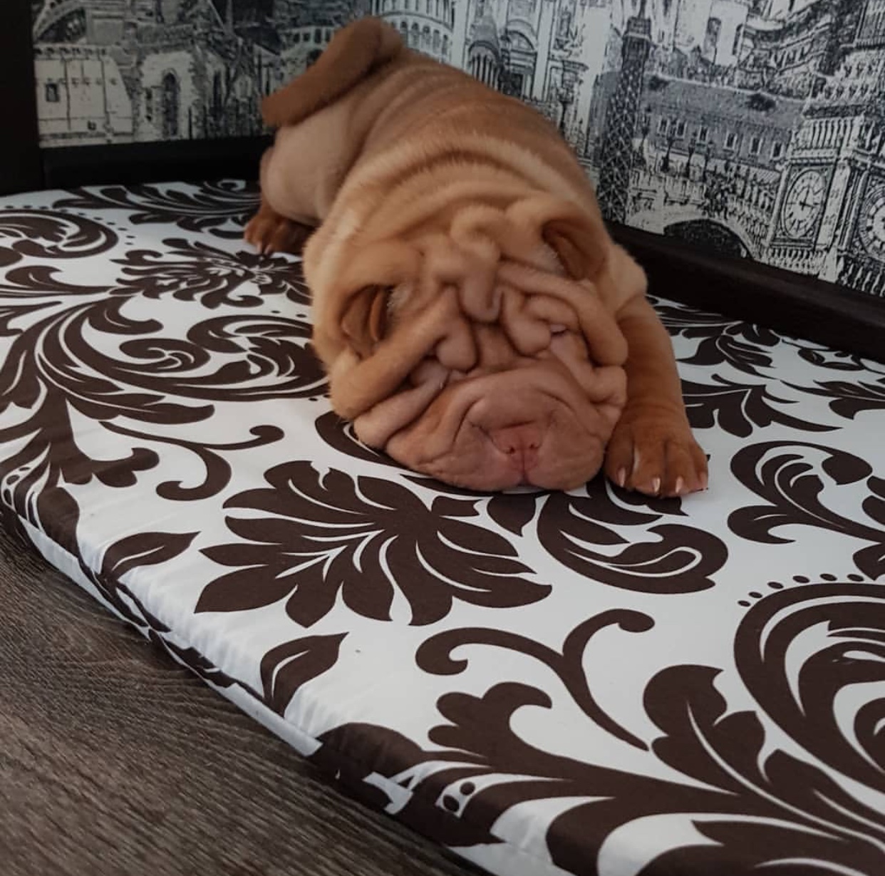A Shar-Pei sleeping soundly on its bed