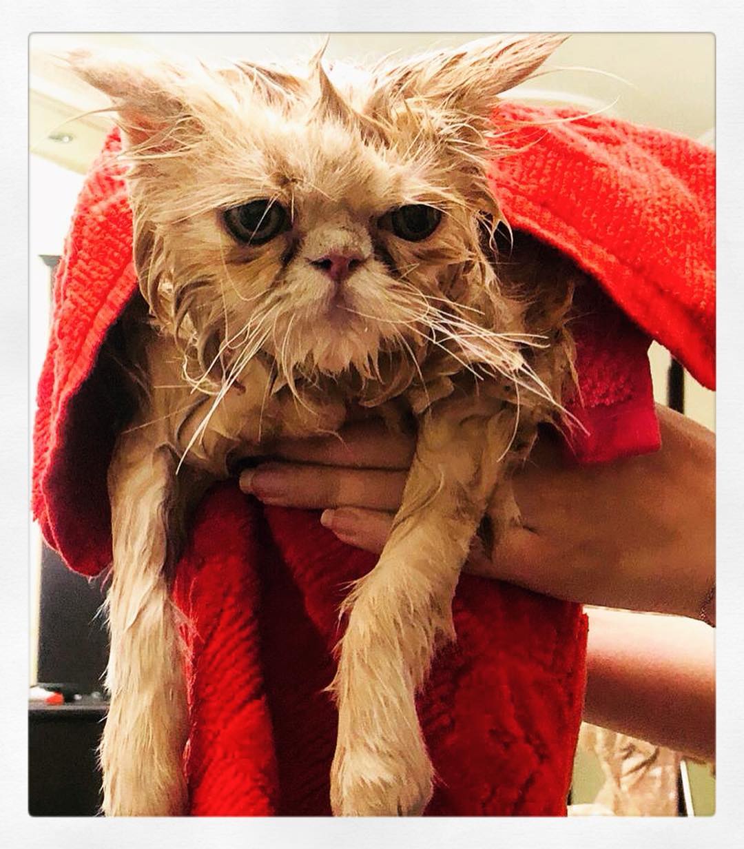 A soaking wet Persian Cat in a towel while being held by a person