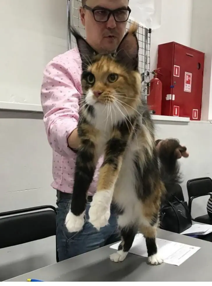 man holding up a black, orange, and white patterned Maine Coon Cat on top of the table