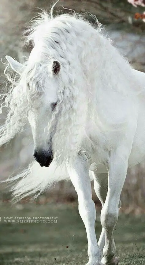 White horse with curly hair
