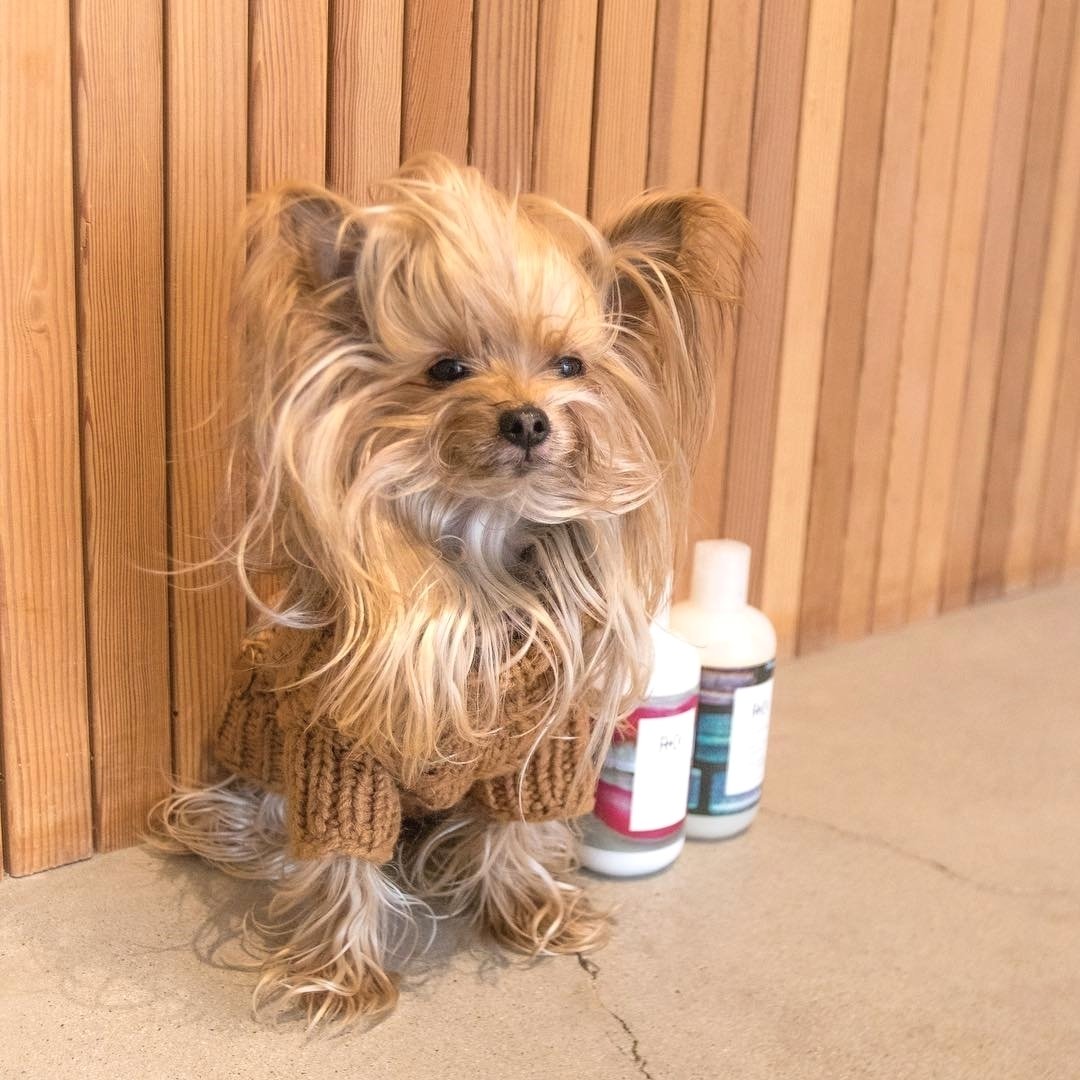 Yorkshire Terrier with long shiny wavy hair sitting on the floor wearing a brown sweater