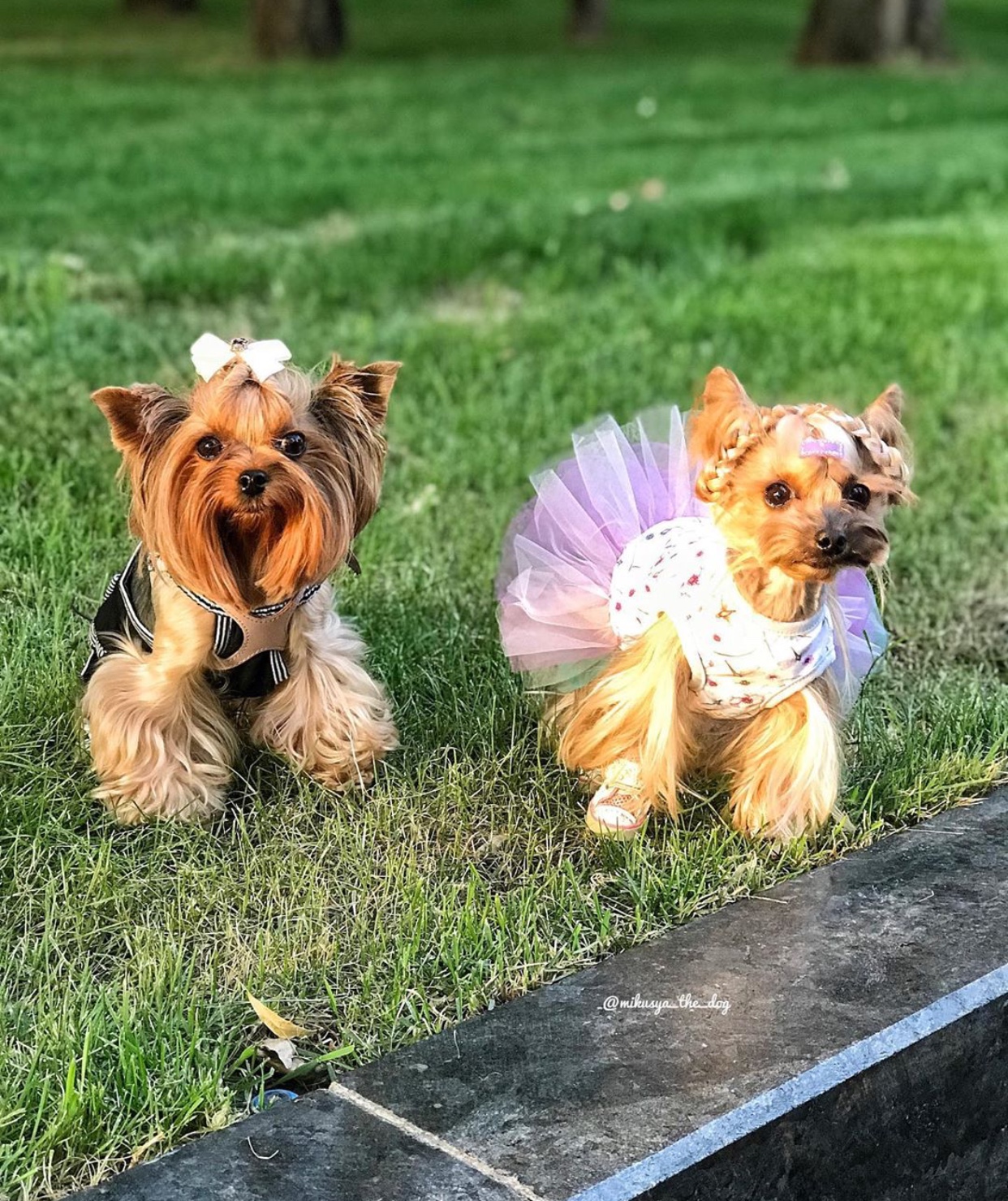 two Yorkshire Terriers in their cute outfits while standing on the grass at the park