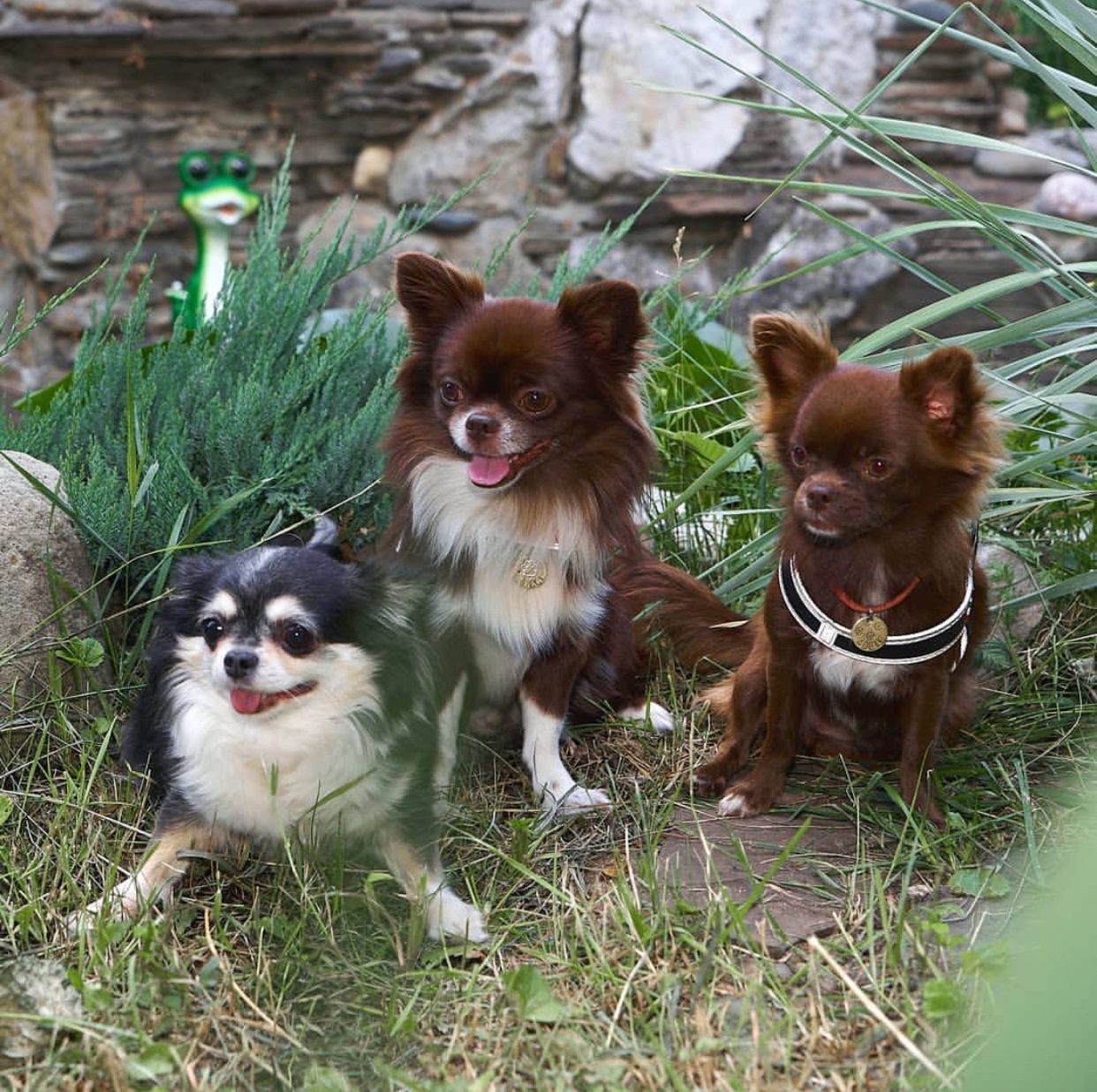 thre Chihuahua sitting in the garden