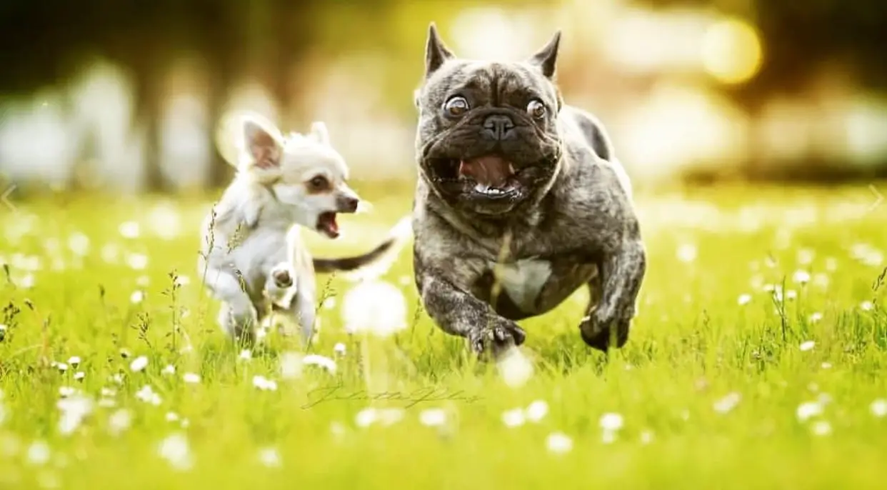 A French Bulldog running in the field with a chihuahua beside him