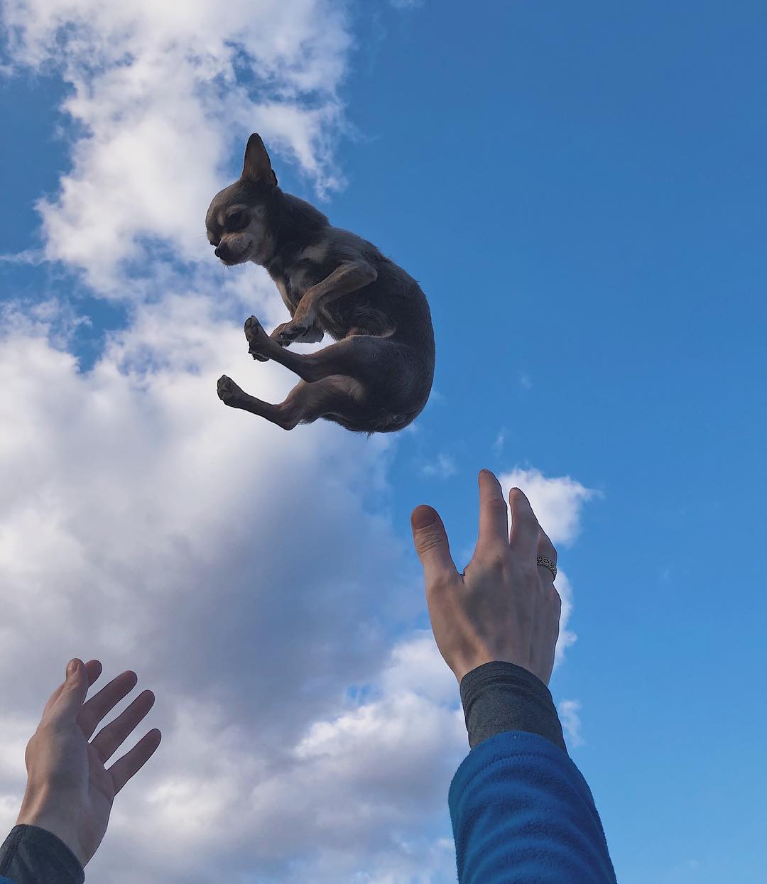 A man throwing a Chihuahua in the sky
