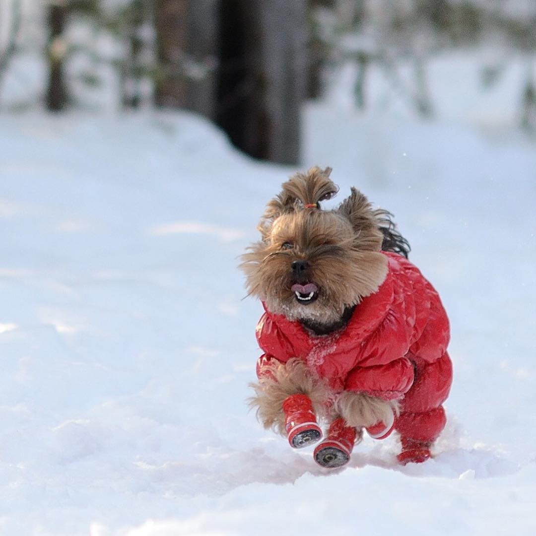 A Yorkshire Terrier wearing a jacket while running in snow
