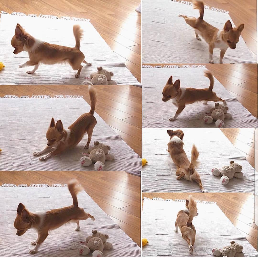 collage photo of a Chihuahua on the floor
