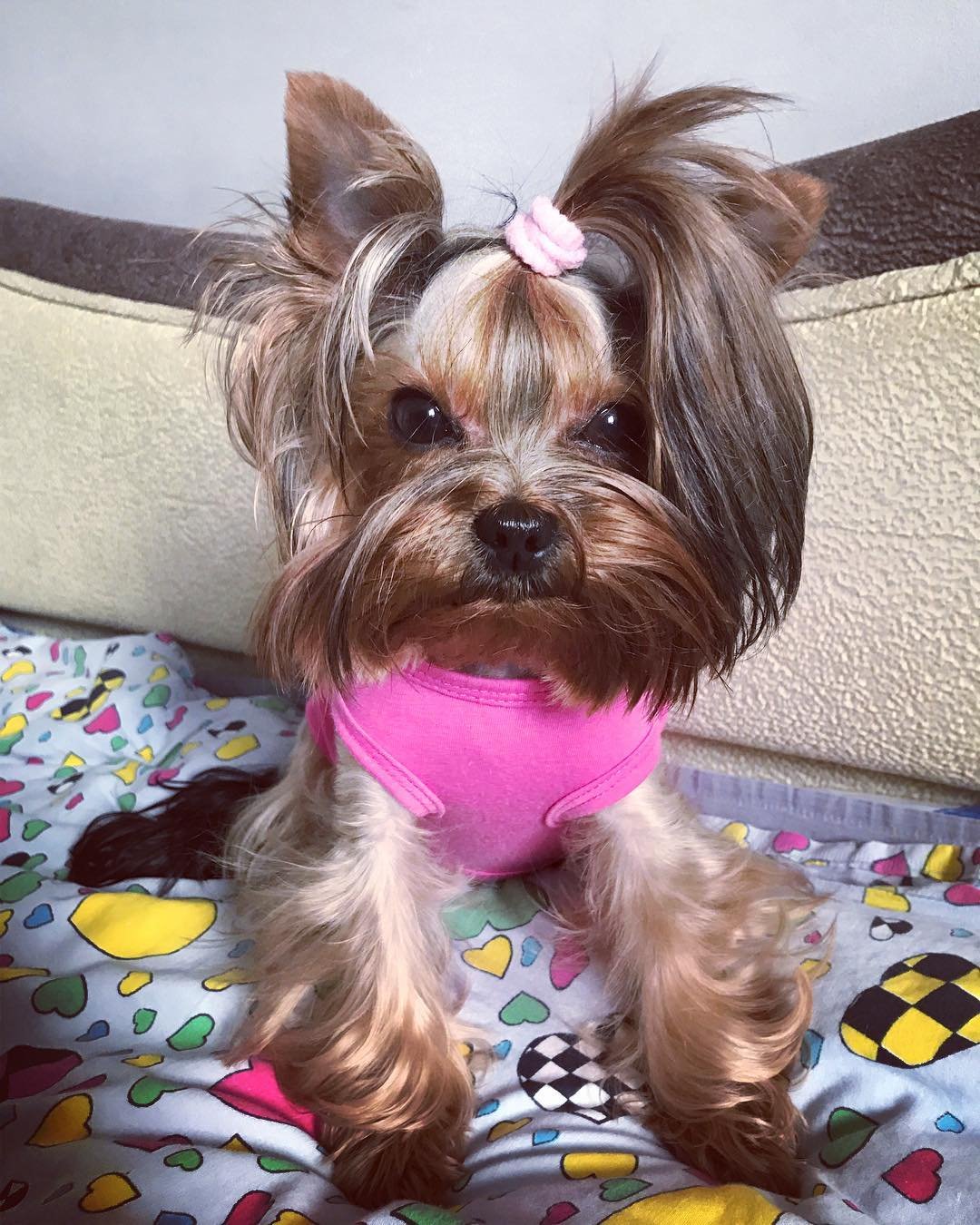 Yorkshire Terrier lying on the bed with a pony tail on top of its head