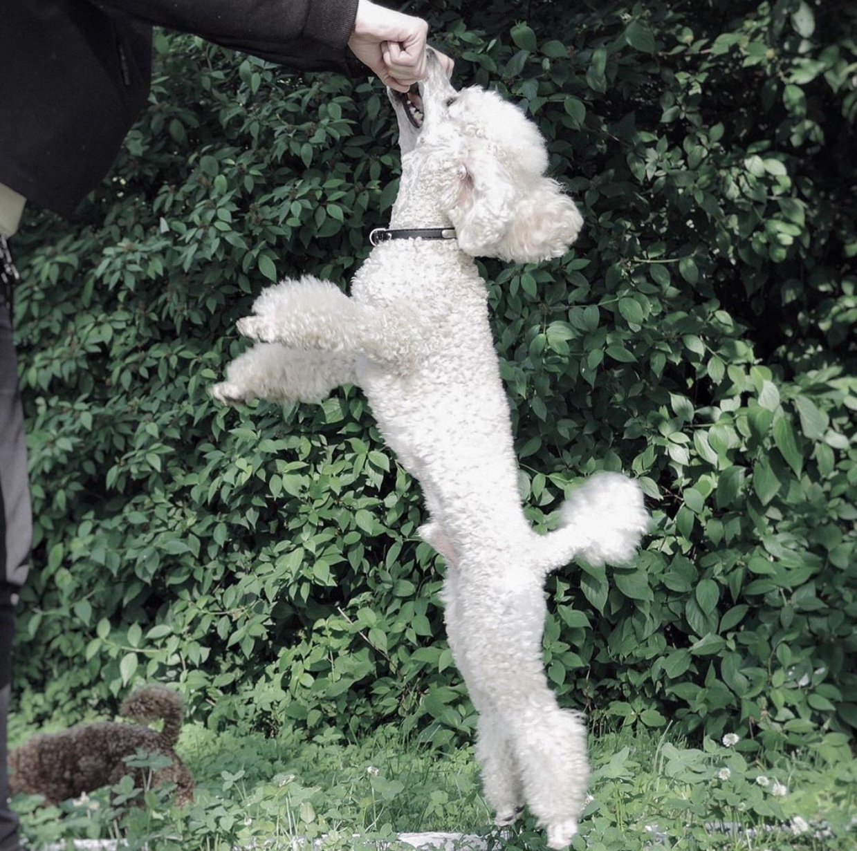 A white Poodle standing up eating treats from the hand of a person standing in from of him