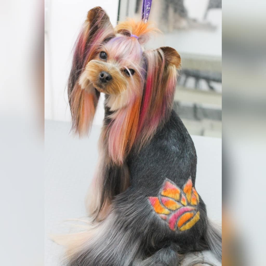 Yorkshire Terrier with colorful long hair on its ears and pony tail on top of its head with long hair on its ears and colorful print on its lower back