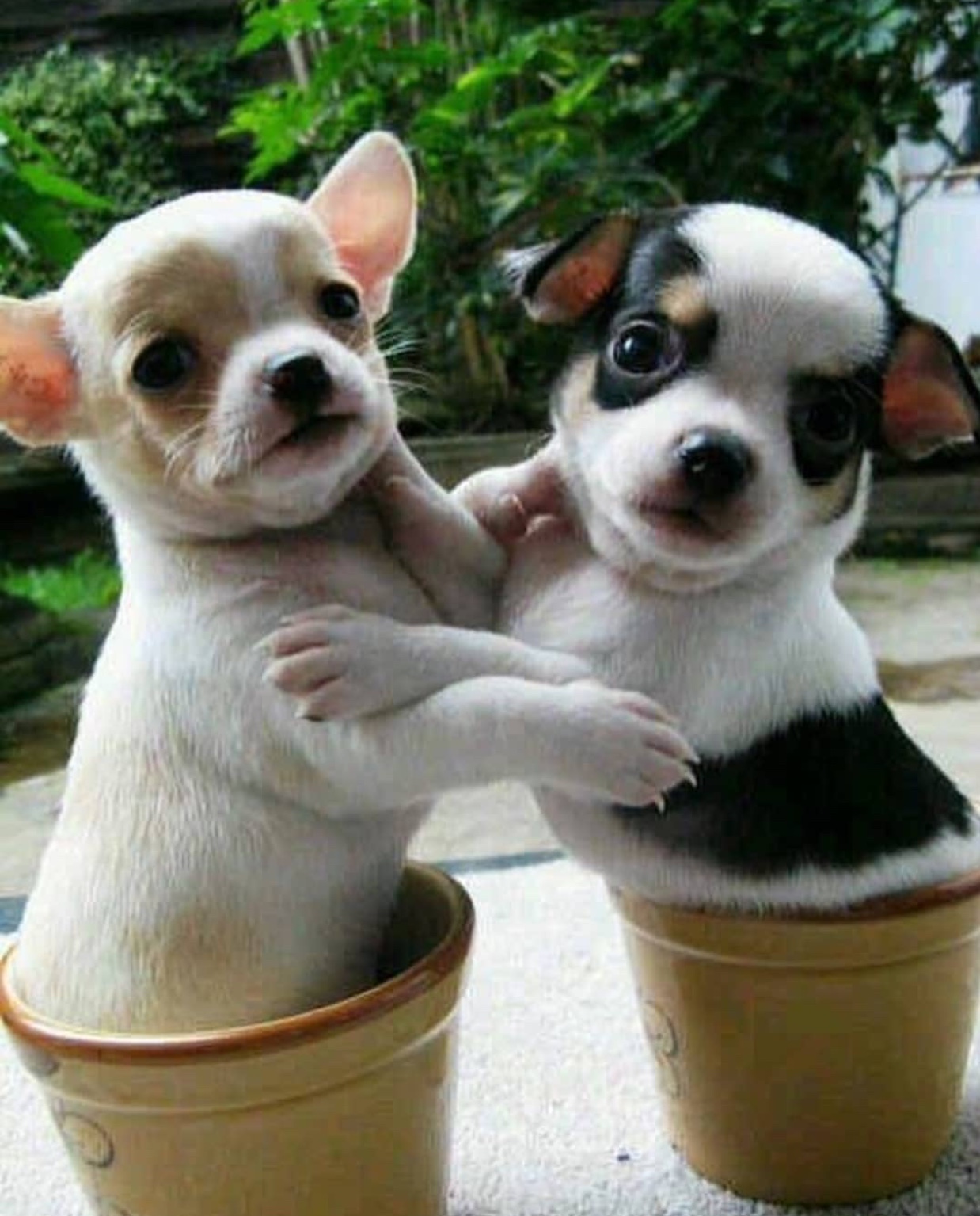 Chihuahua puppies on a pot