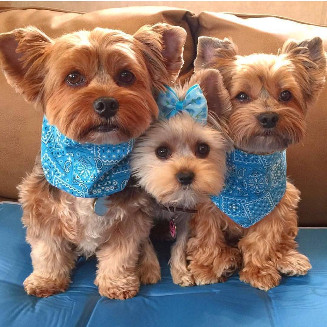 two Yorkshire Terriers wearing a blue scarf with a Yorkshire Terrier puppy with blue ribbon tie on top of its head in between them