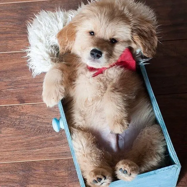 Golden Retriever puppy in a blue drawer