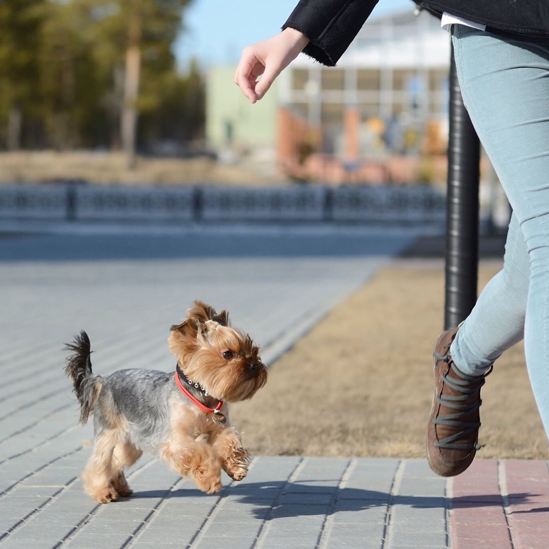 A Yorkshire Terrier puppy running at the park behind the woman