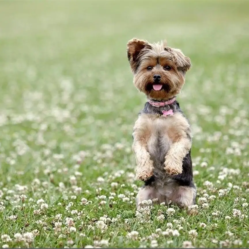 A Yorkshire Terrier sitting pretty in the middle of the field of grass and small white flowers