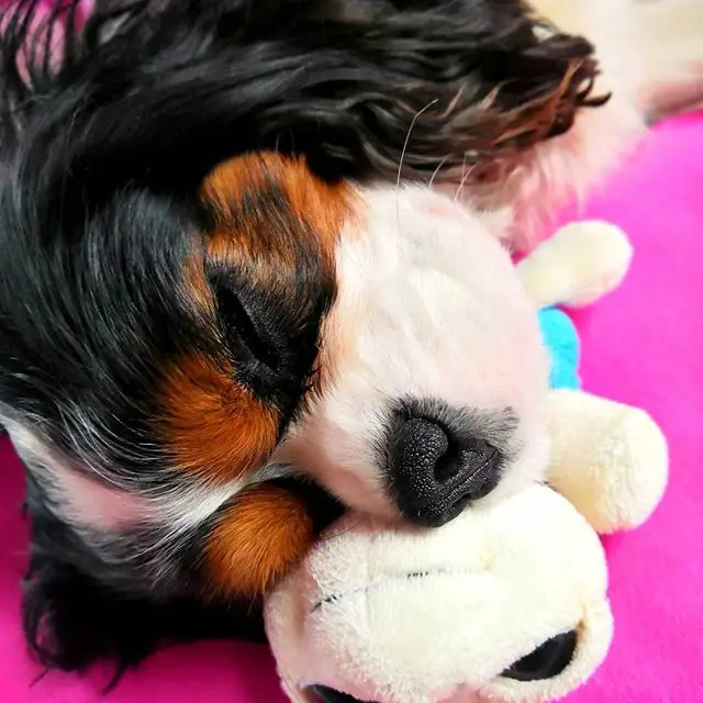 Cavalier King Charles Spaniel sleeping soundly in its bed with its head on its stuffed toy