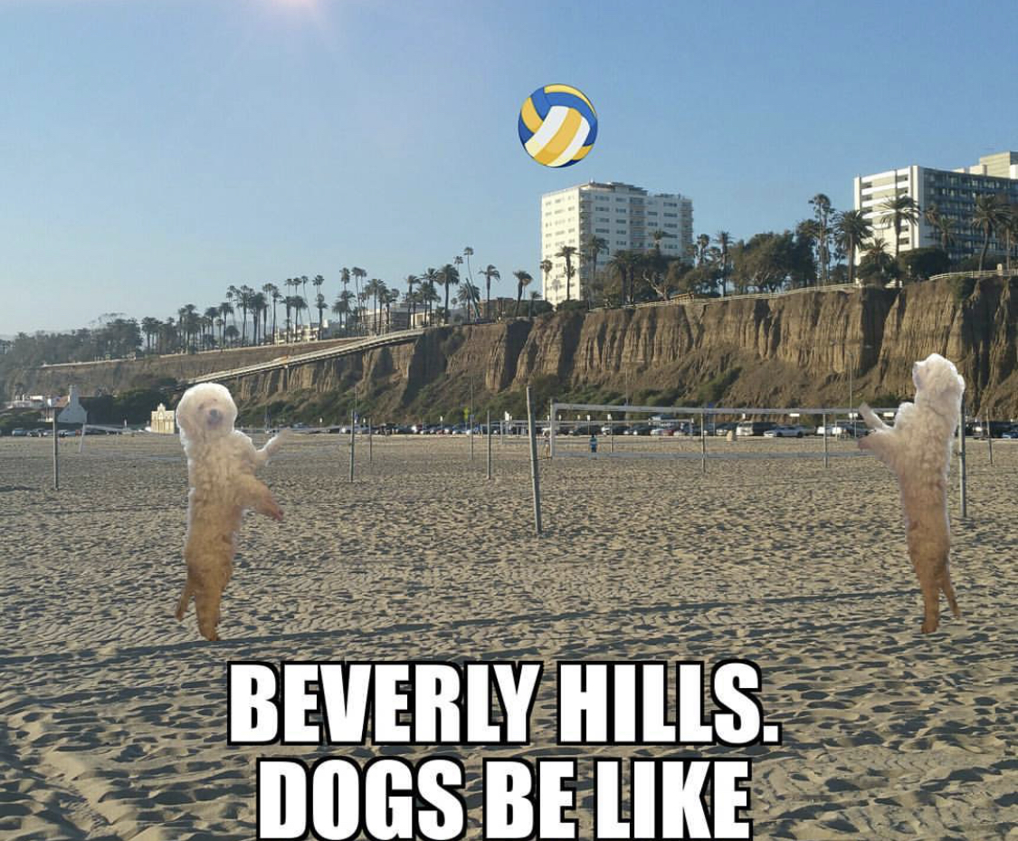 two Poodles playing volleyball at the beach photo with a text-Beverly Hills. Dogs be like