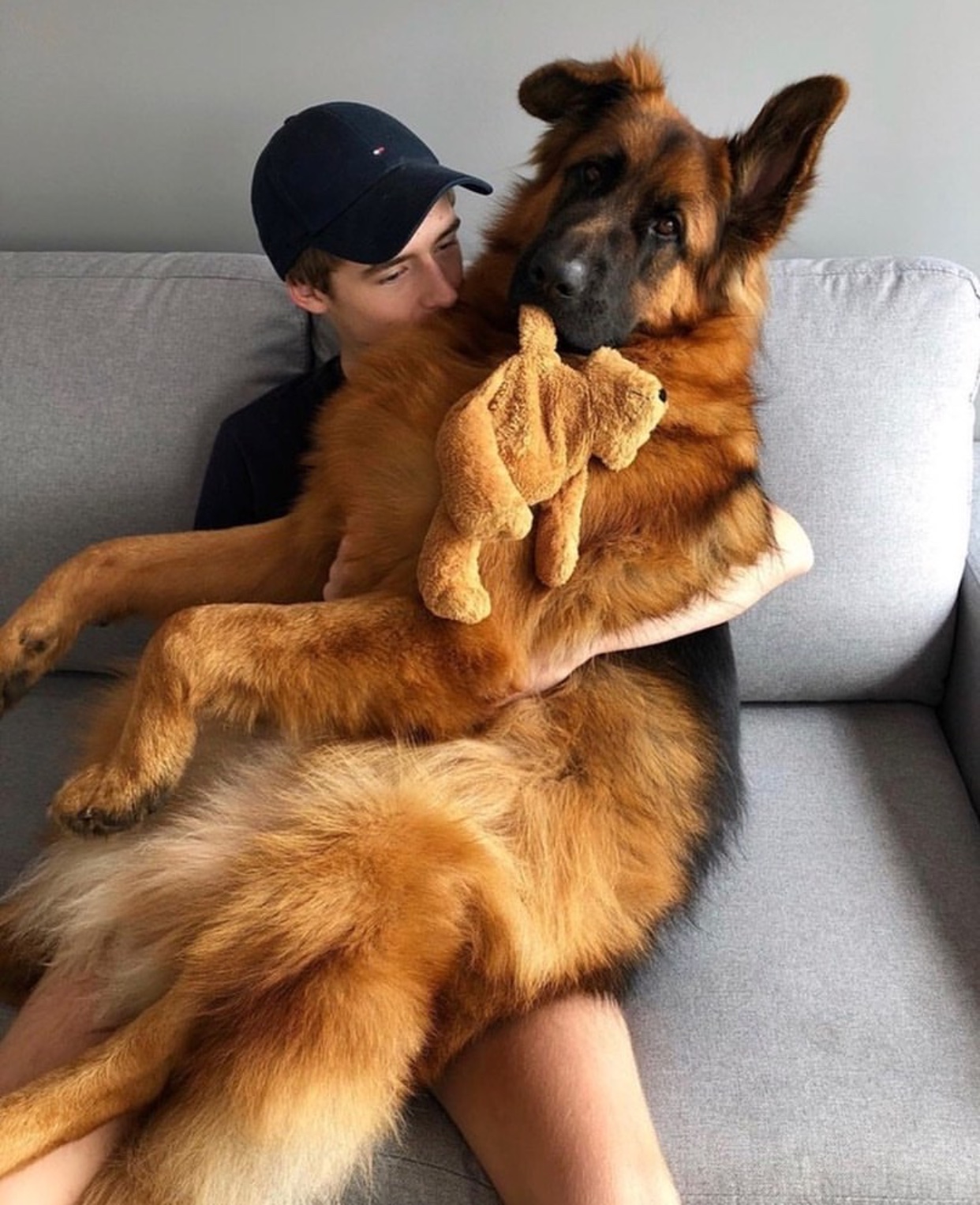 A man sitting on the couch with a German Shepherd sitting on his lap with a teddy bear stuffed toy in its mouth