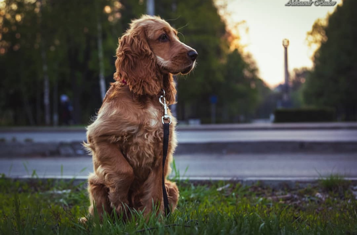 A Cocker Spaniel sitting on the grass by the street