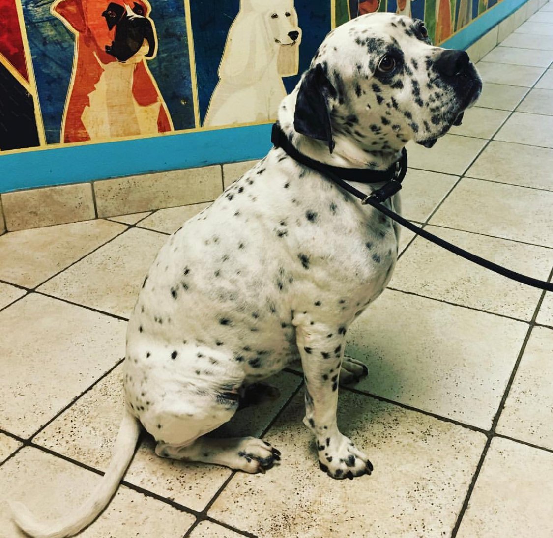 Dalmaxer sitting on the floor while looking up with its begging face