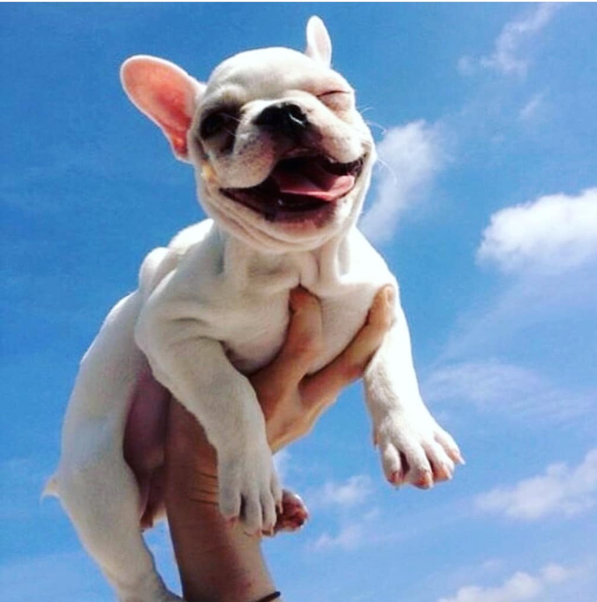 A happy French Bulldog puppy being held up in the sky