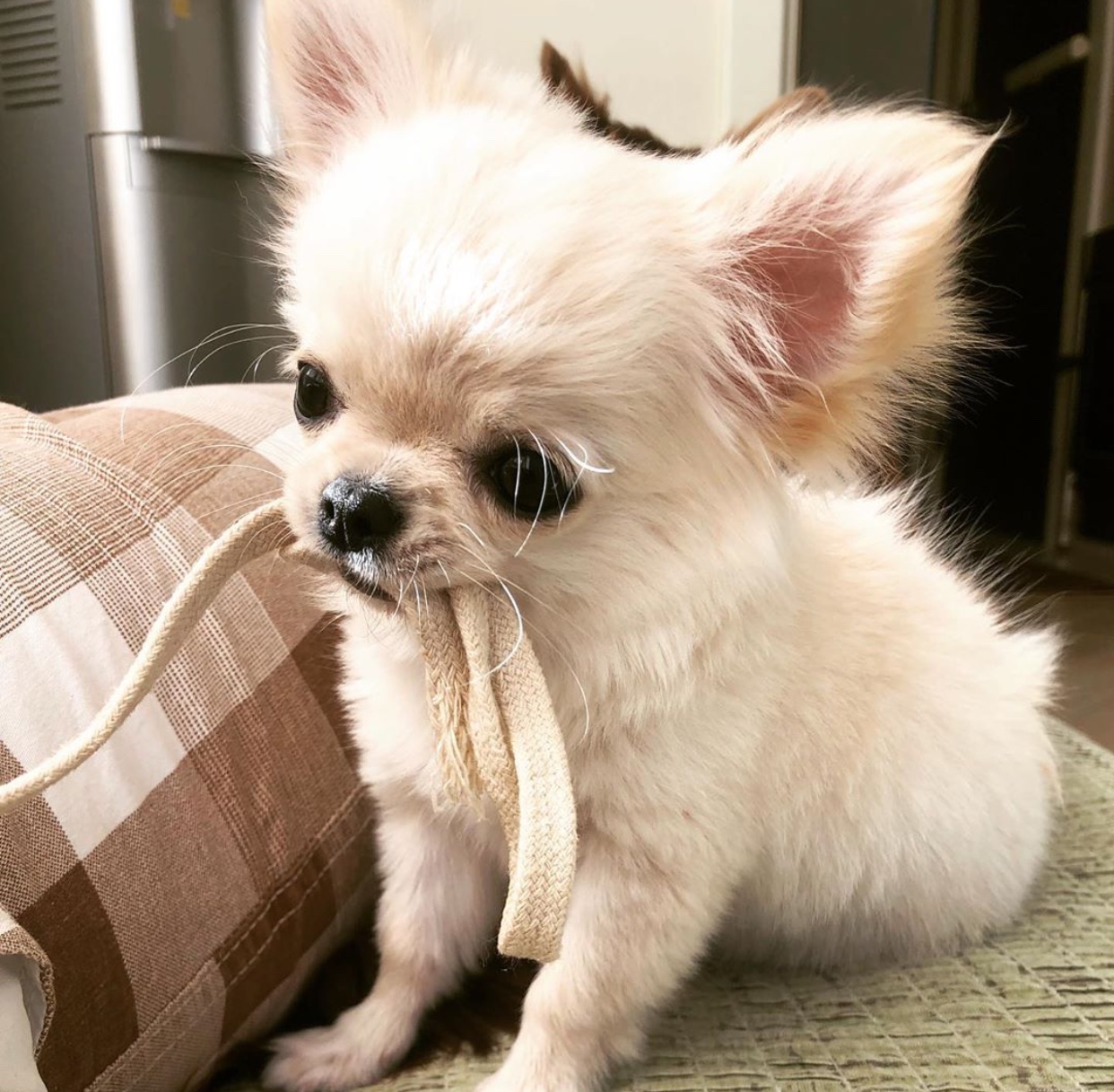 Chihuahua sitting on the floor with a shoelace in its mouth