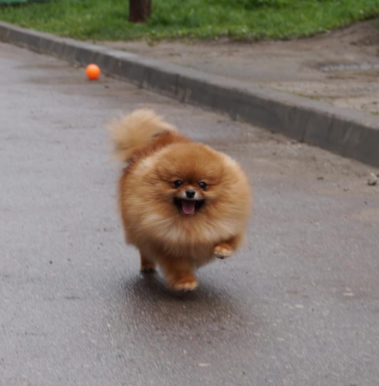 happy Pomeranian running on the street