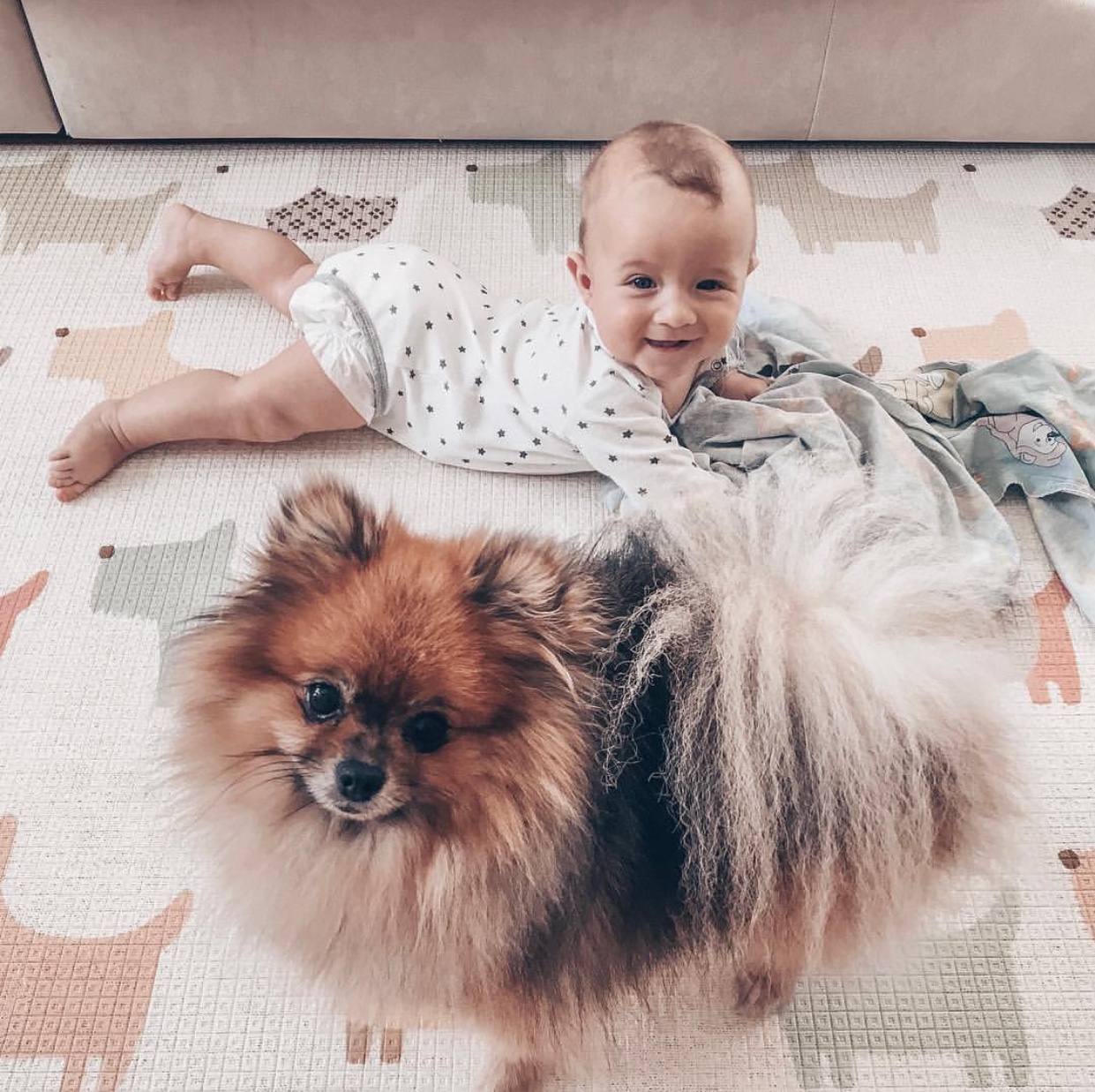 Pomeranian on the floor with a baby