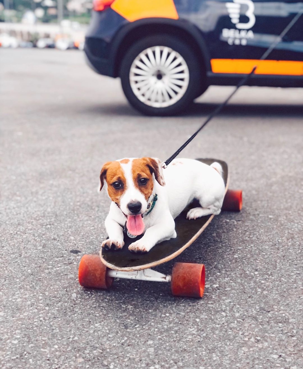 Jack Russell Terrier lying on the skateboard in the parking lot