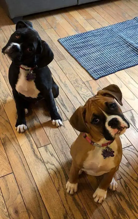 two Boxer dogs sitting on the floor while tilting its head