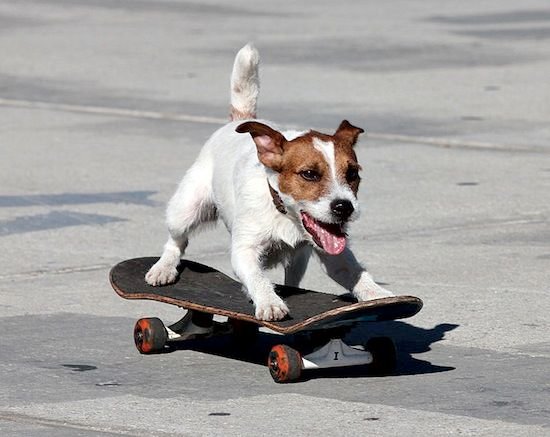 Jack Russell skateboarding in the street