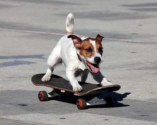 Jack Russell skateboarding in the street