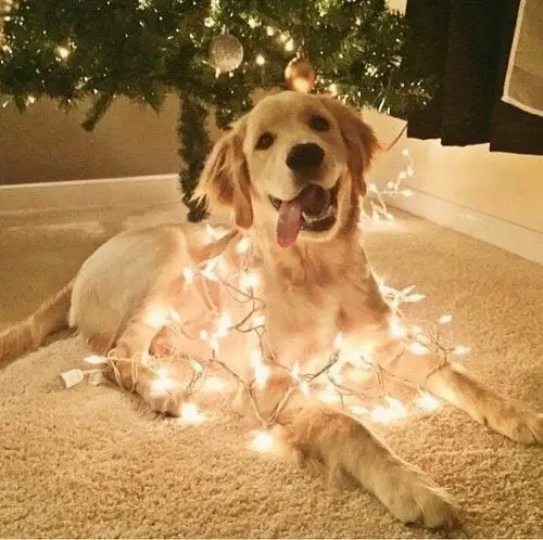 yellow Labrador Retriever on the floor while wrapped with Christmas lights