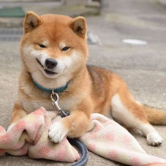 Shiba Inu lying down on the pavement while smirking