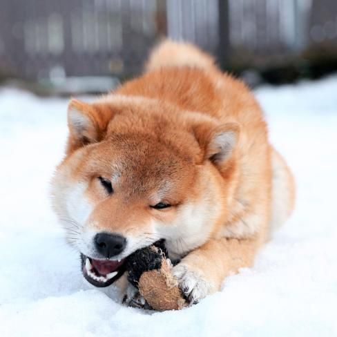 Shiba Inus lying on the snow while chewing its toy