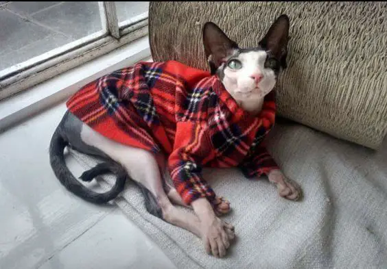 Sphynx Cat wearing red checkered sweater while lying on the carpet