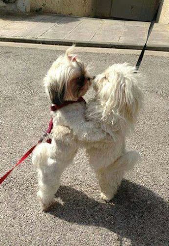 two Shih Tzu standing against each other